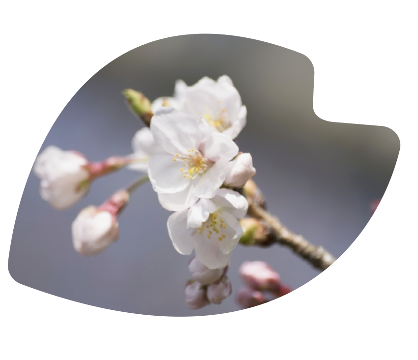 about-sakura-1