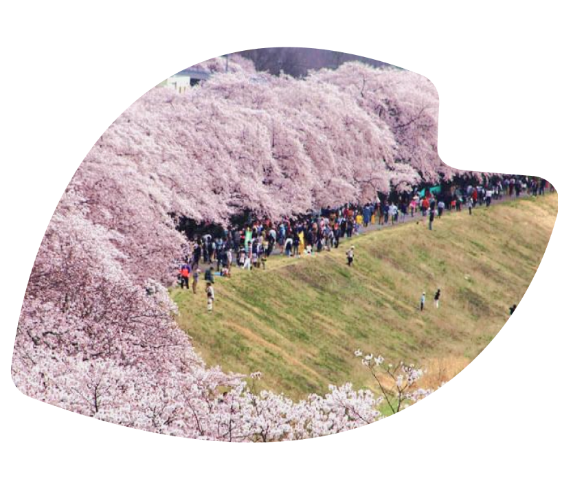 about-sakura-2