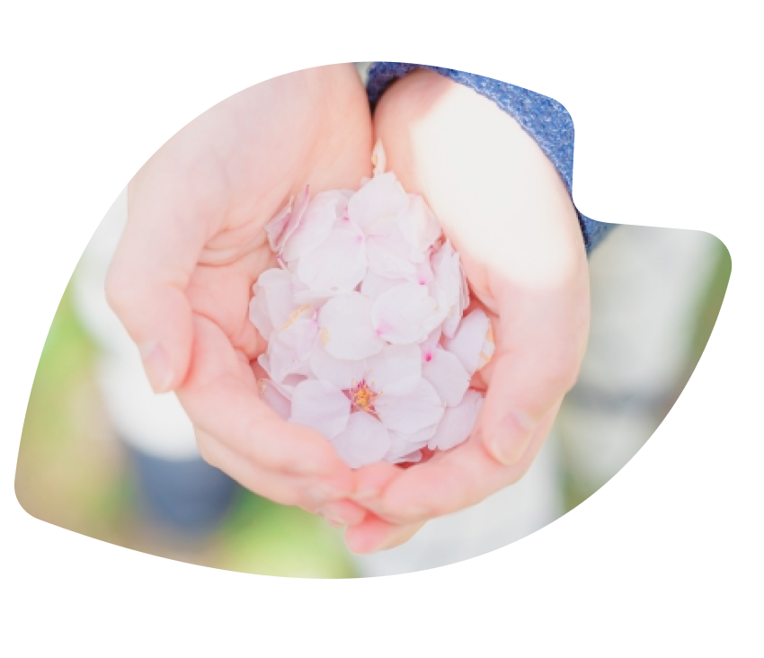 about-sakura-3