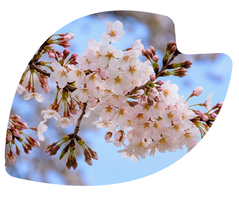 桜