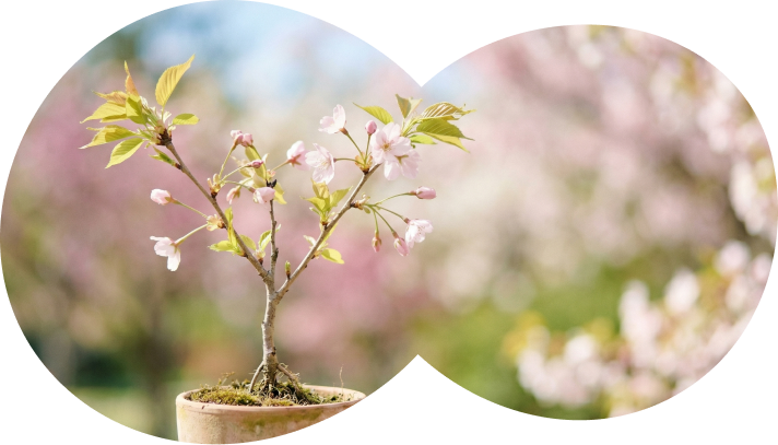 桜事業画像