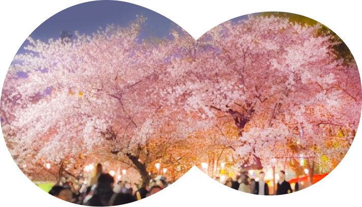 桜事業画像